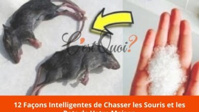 12 Façons Intelligentes de Chasser les Souris et les Rats de Votre Maison